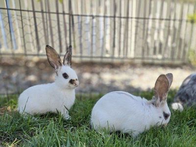 Charlie Rhinelander Bunny Rabbit Juniors