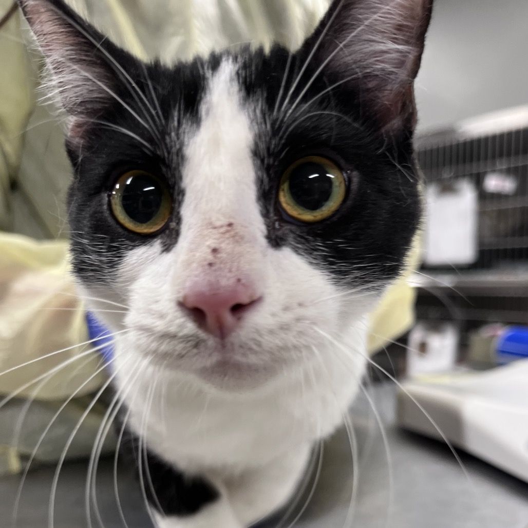 Hello my name is buttercream