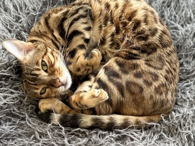 BEAUTIFUL Bengal Cat (Female)