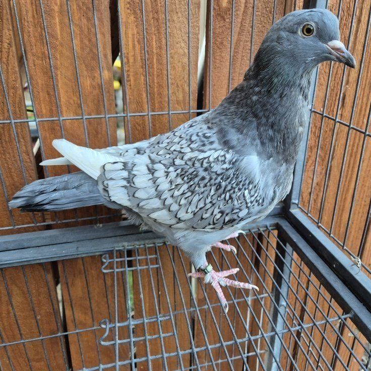 Polish Lynx Sqeaker Pigeons