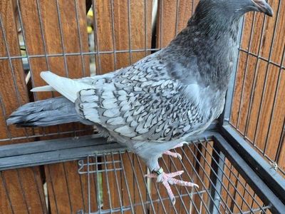 Polish Lynx Sqeaker Pigeons