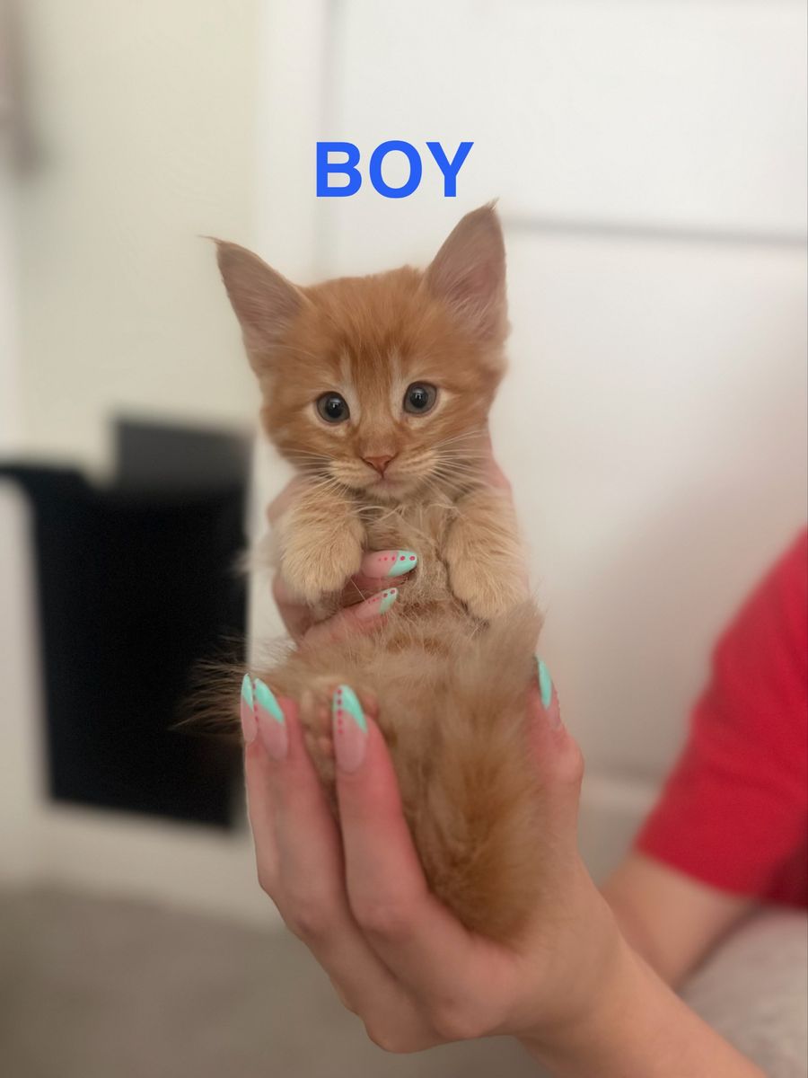 Adorable Kittens for Sale