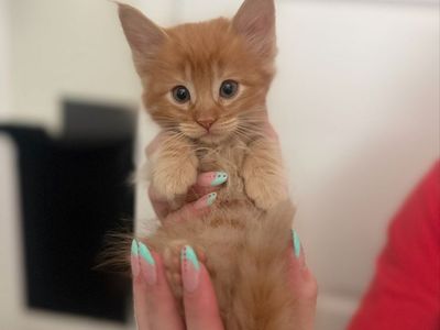 Adorable Kittens for Sale
