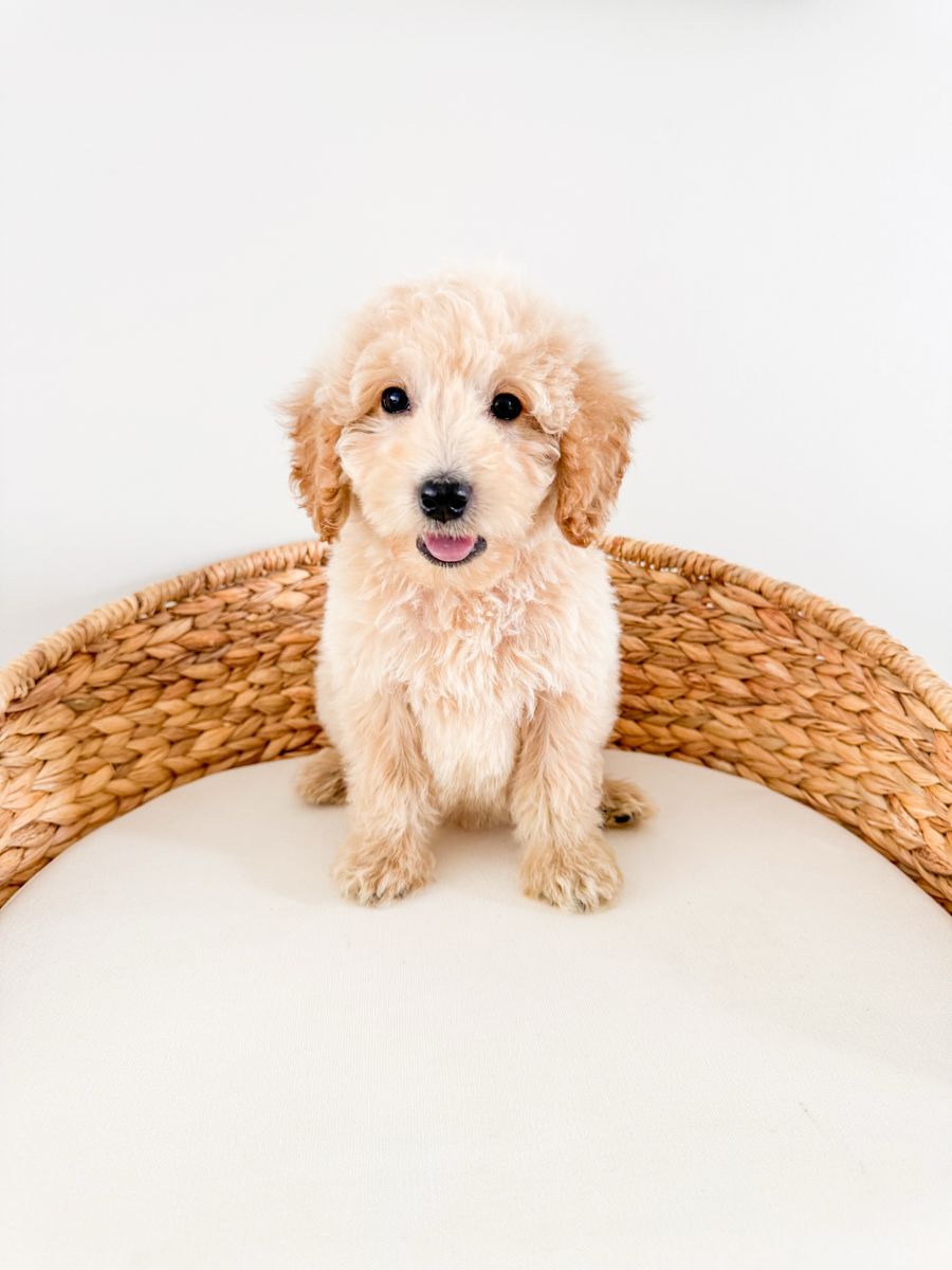 Ralph - F1b Mini Goldendoodle Boy, Golden Doodle, 15-20lbs, Health Guarantee, Beginning Training, ESA Potential Ready Now