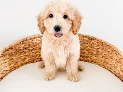 Ralph - F1b Mini Goldendoodle Boy, Golden Doodle, 15-20lbs, Health Guarantee, Beginning Training, ESA Potential Ready Now