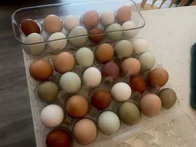 Farm Fresh Eggs! Rainbow Assortment!