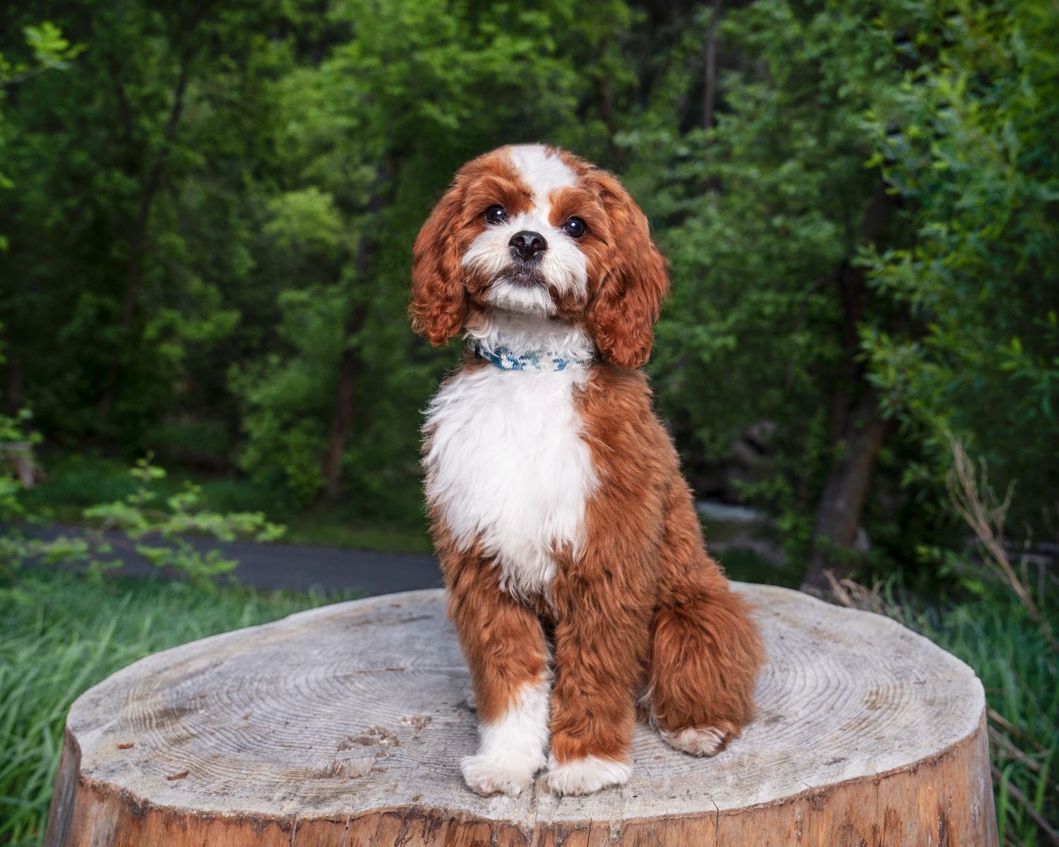F1B Red Tuxedo Cavapoo Hidden Phantom Stud, Louie