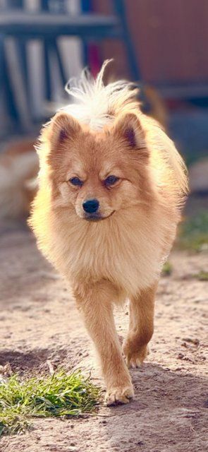 Super Cute Pomeranian Dogs