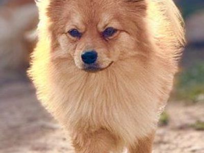 Super Cute Pomeranian Dogs