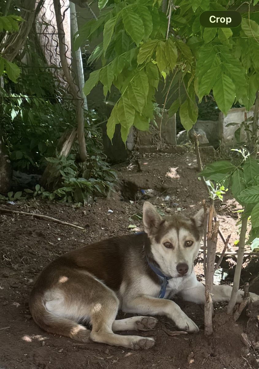 1yr old Male Husky