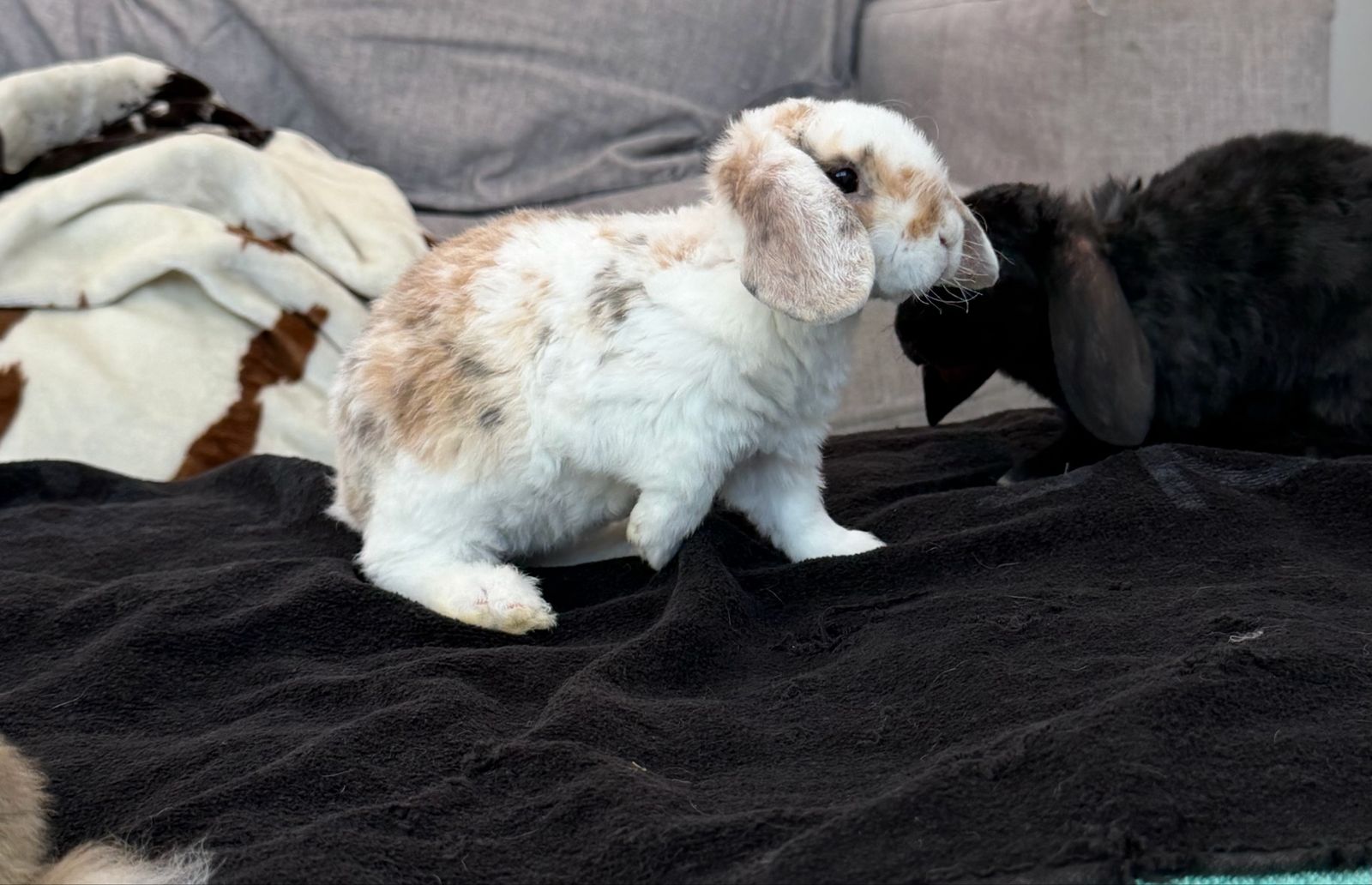 Purebred fully pedigreed mini plush lops