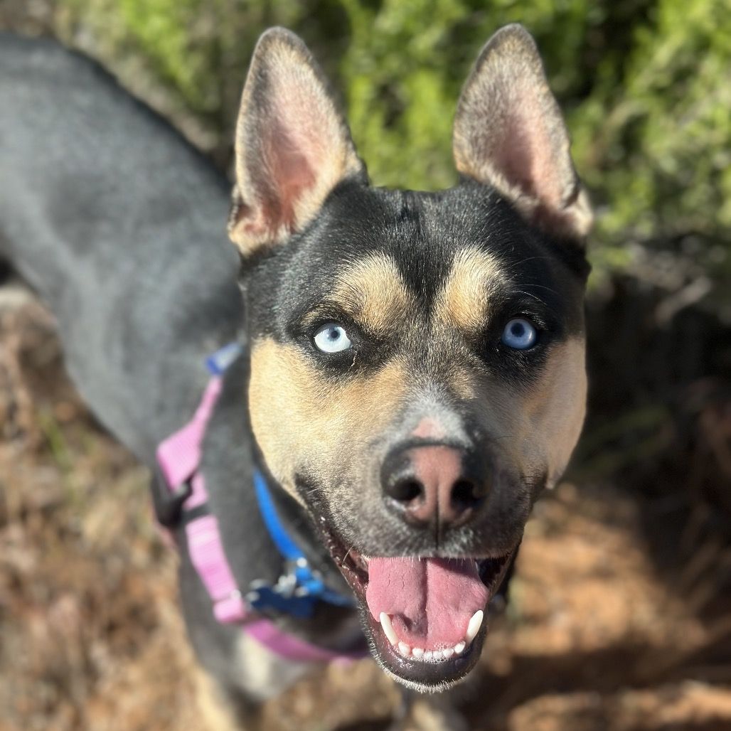 Hello my name is Missy