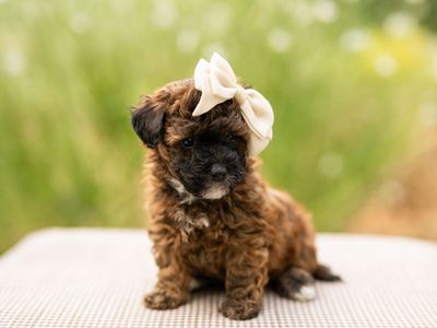 Mini poodle puppy