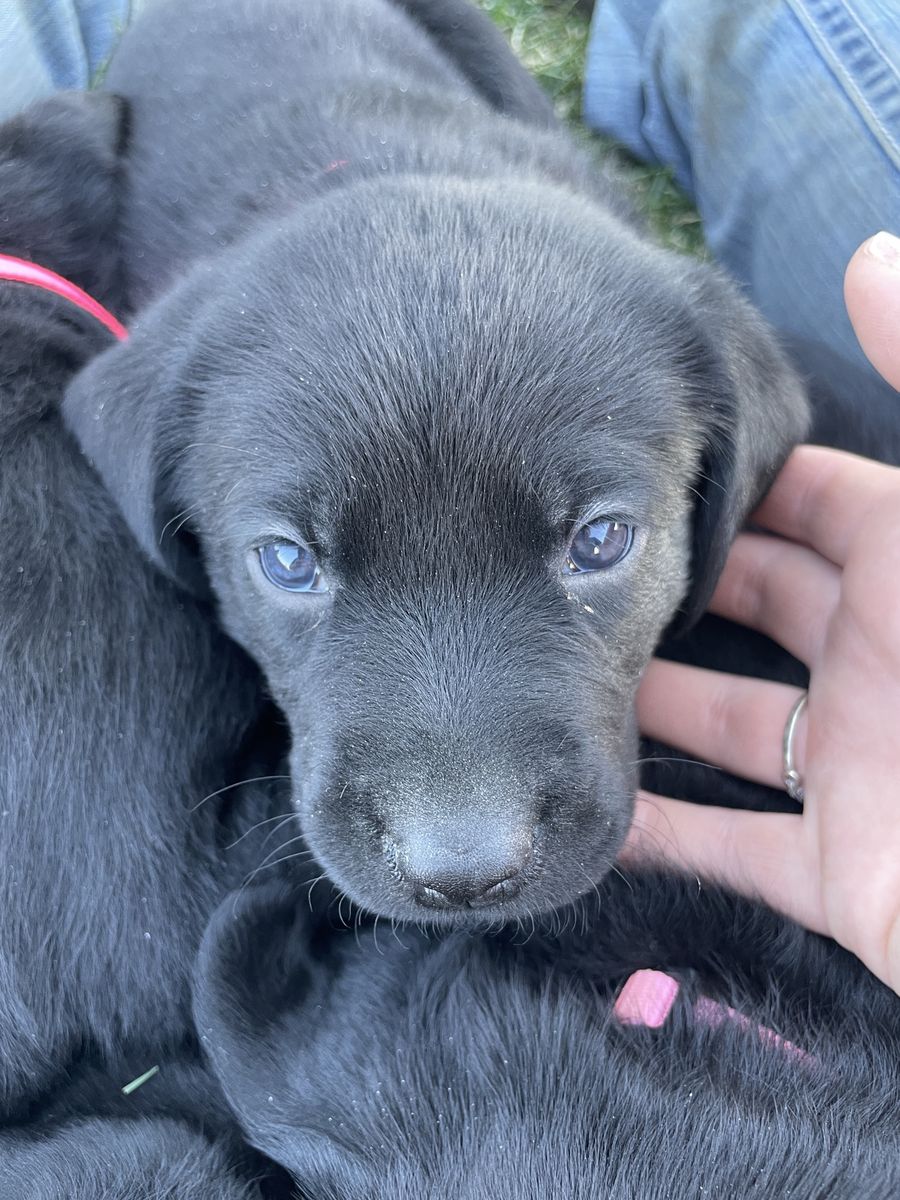 Purebred Lab Puppies