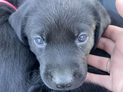 Purebred Lab Puppies