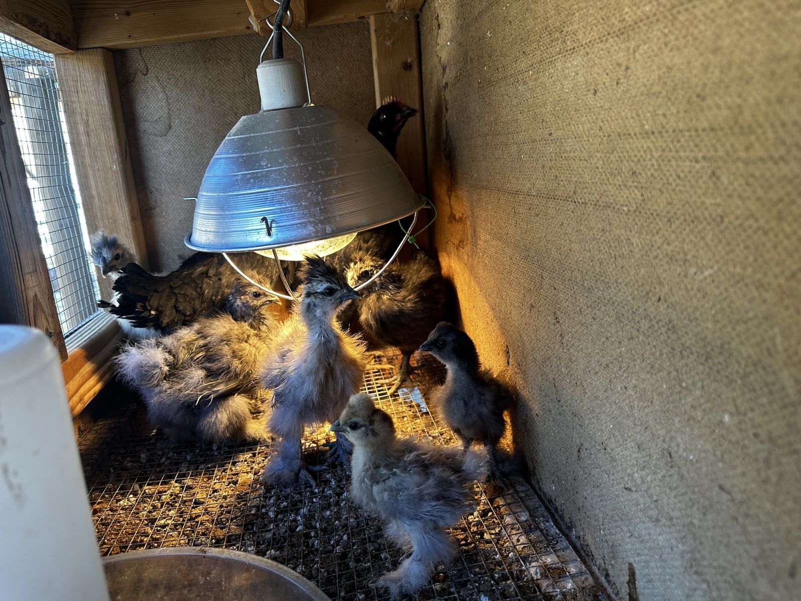 Outside ready silkie chicks