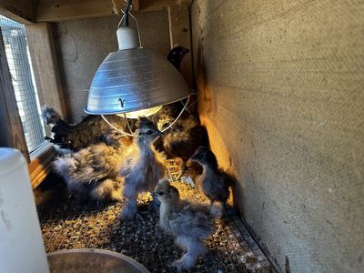 Outside ready silkie chicks