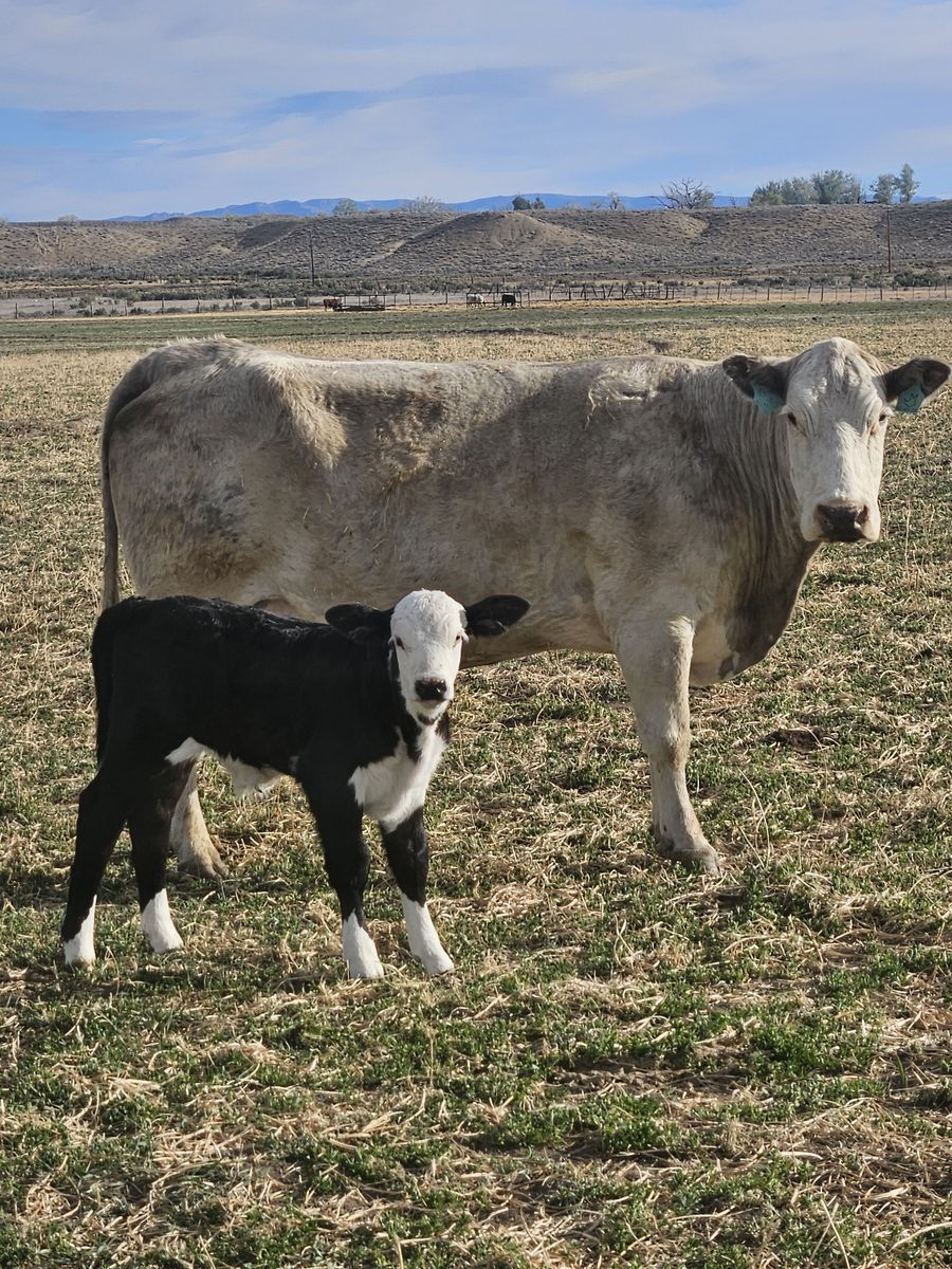 Older cow calf pair