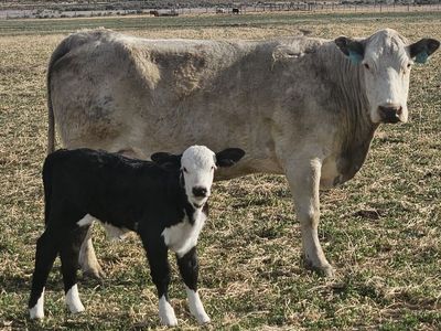 Older cow calf pair