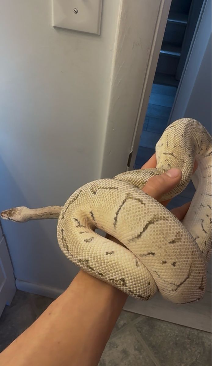 Ball python-cage and everything needed!