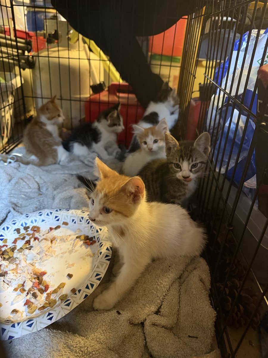 Adorable Kittens Looking for Forever Homes - Multiple Colors & Genders Available
