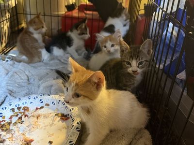 Adorable Kittens Looking for Forever Homes - Multiple Colors & Genders Available
