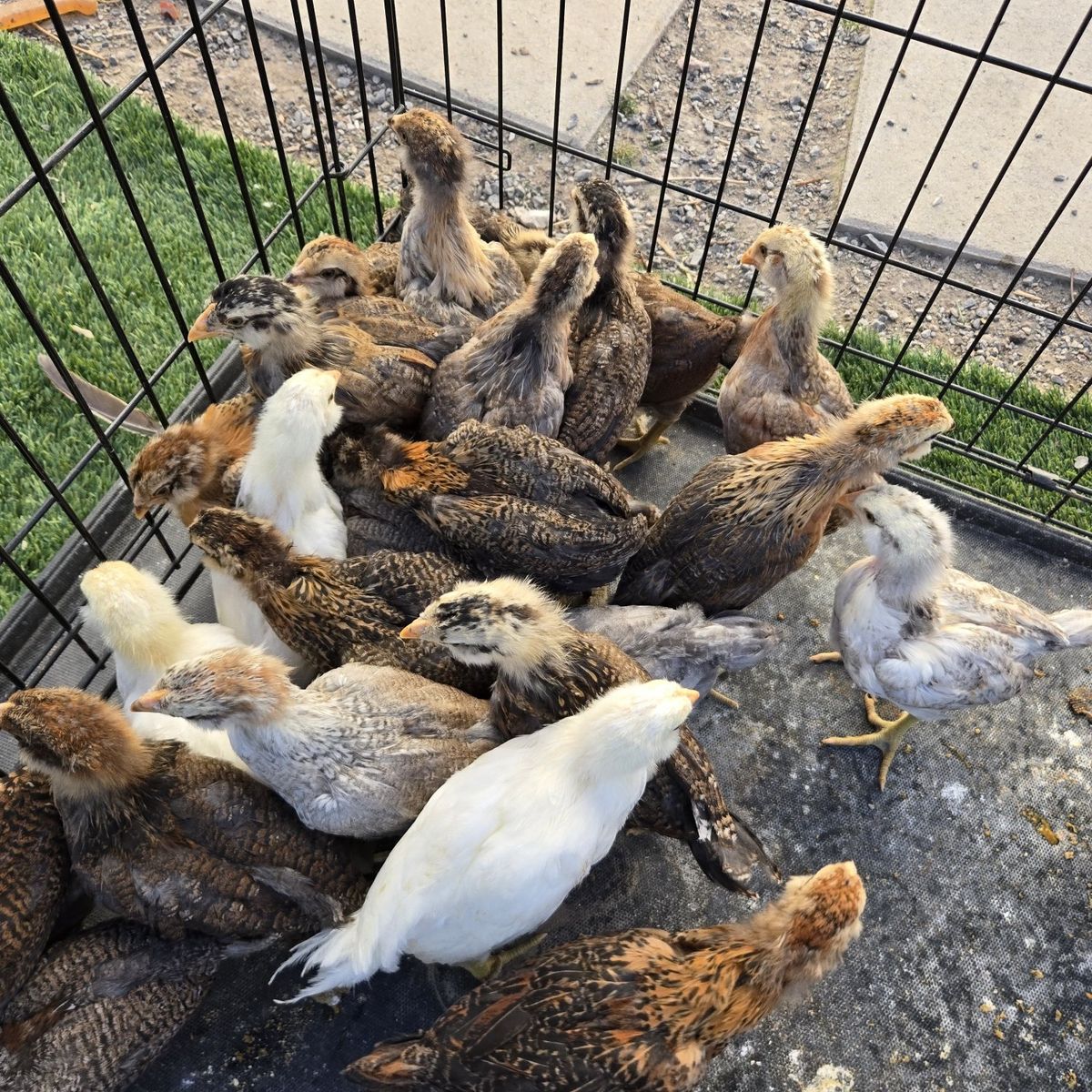 Easter egger 6 weeks started pullet chicken he