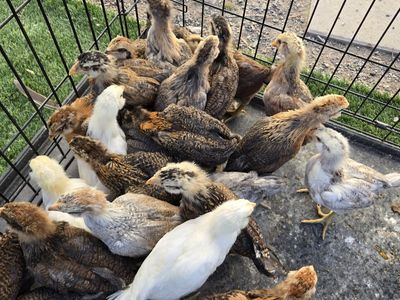 Easter egger 6 weeks started pullet chicken he