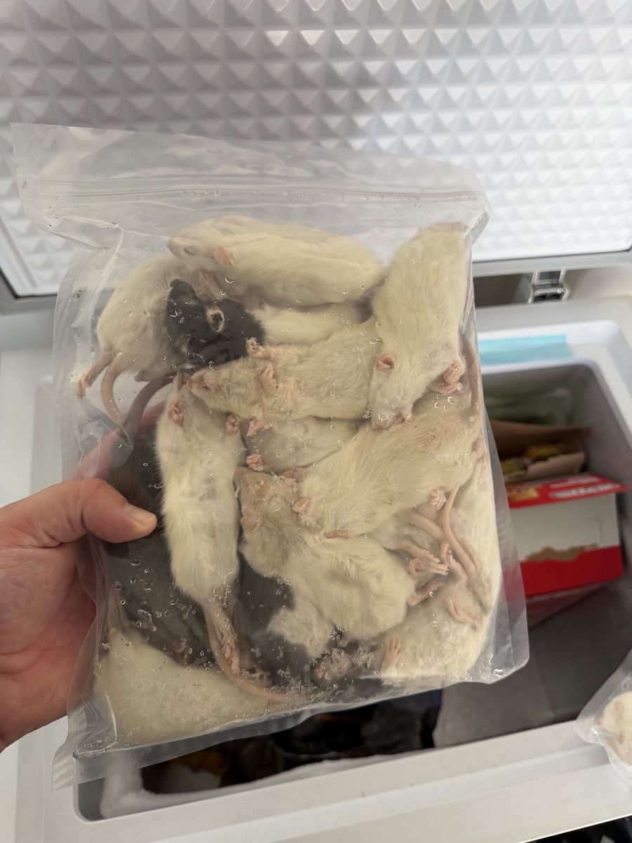 Frozen Rats S/M