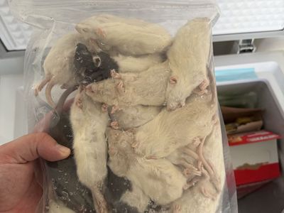 Frozen Rats S/M