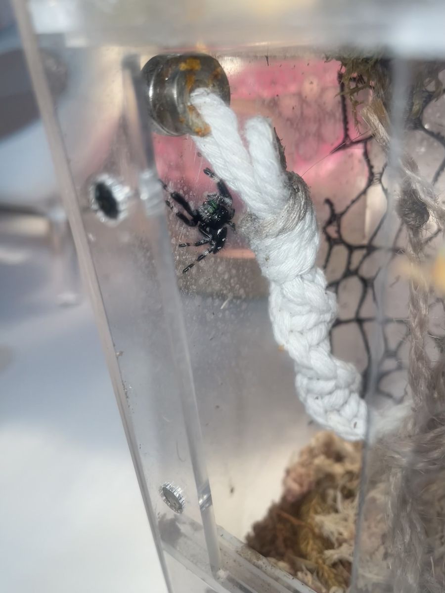 Regal Male Jumping Spider (Cage Included)