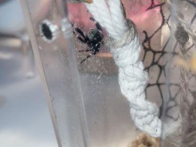 Regal Male Jumping Spider (Cage Included)