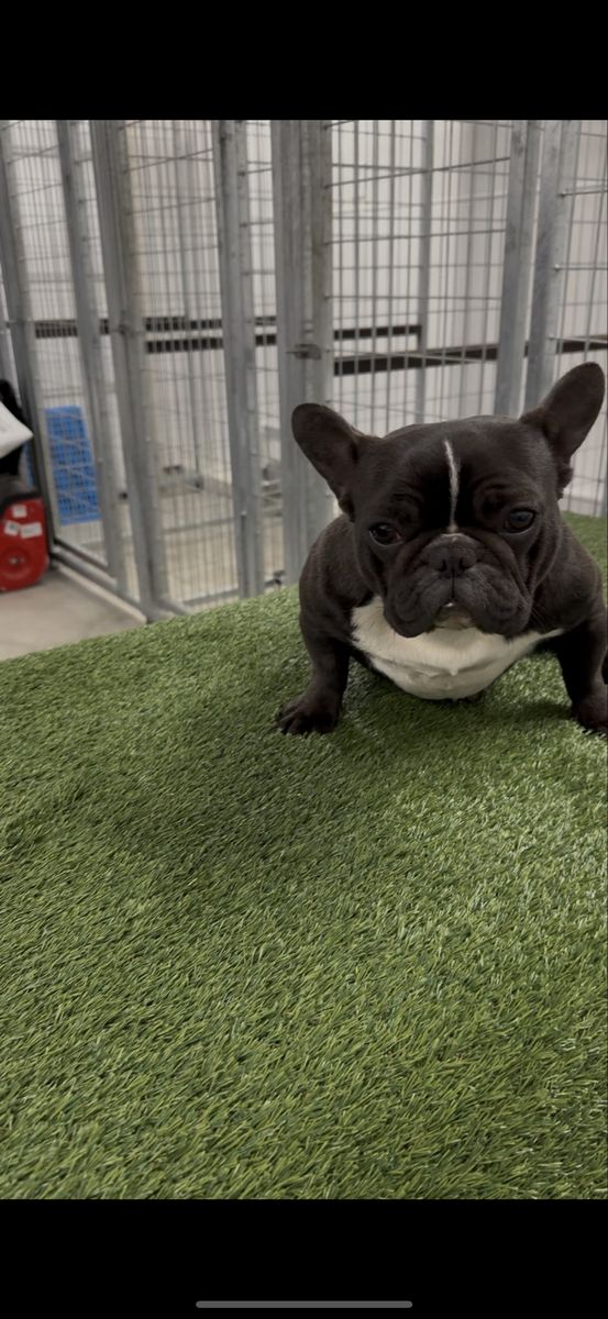 French Bulldog