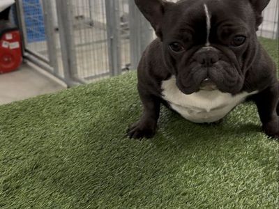 French Bulldog