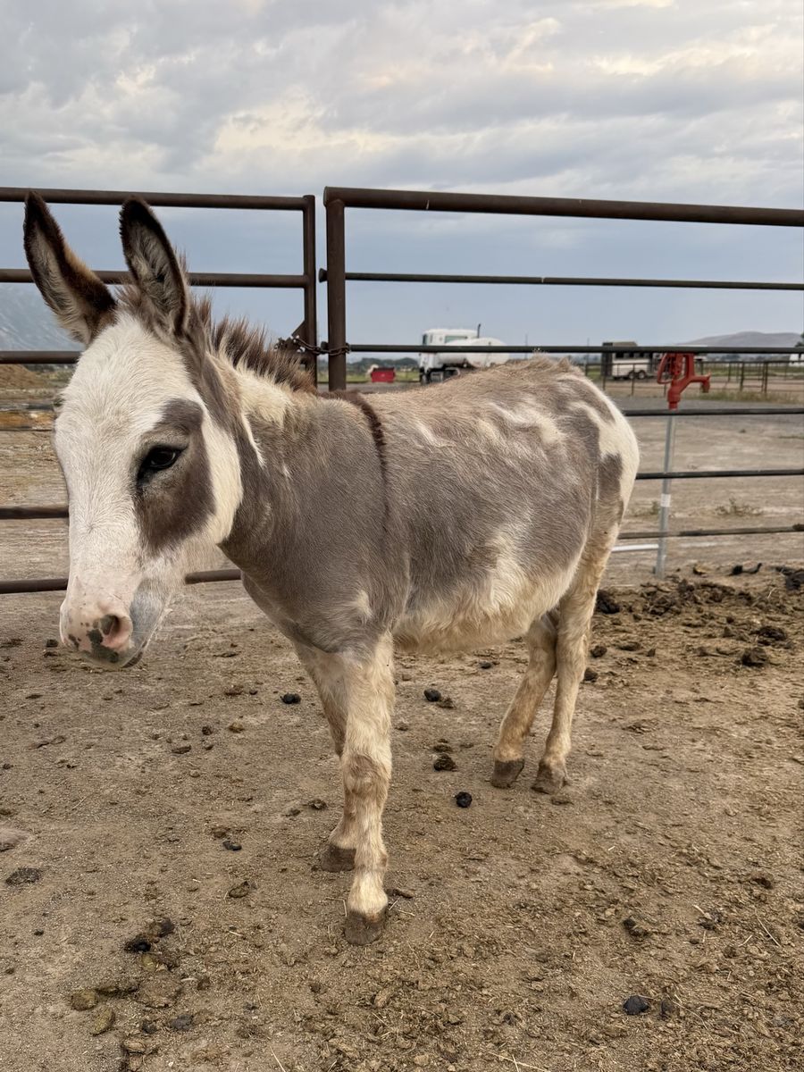 Mini Donkey