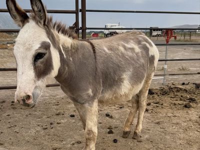 Mini Donkey