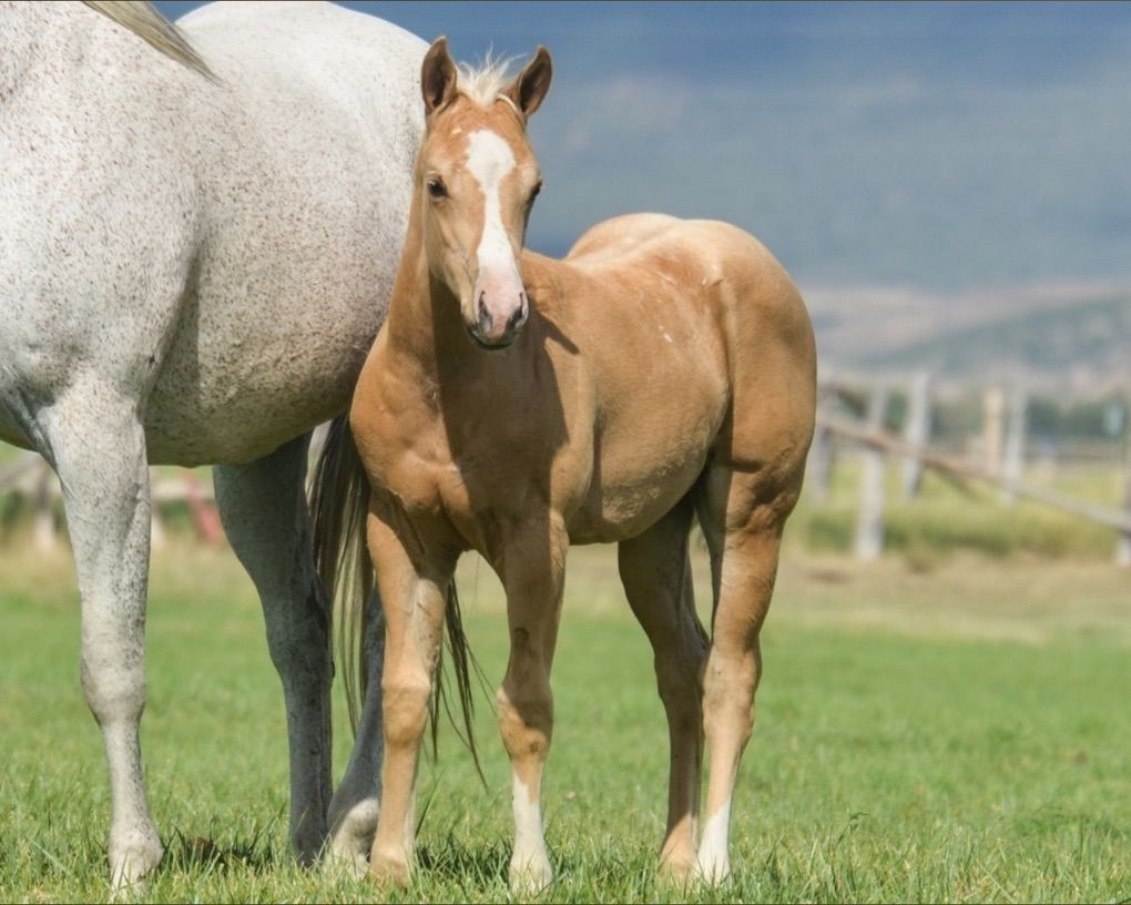 Outstanding This Catt Shine Filly