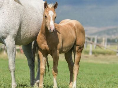 Outstanding This Catt Shine Filly