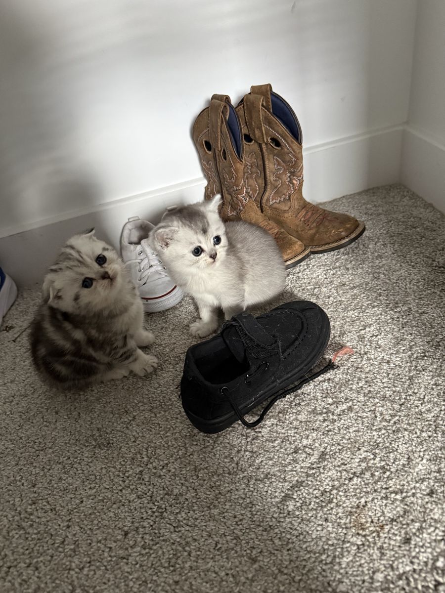Adorable Scottish Fold Kittens - Playful & Loving Companions