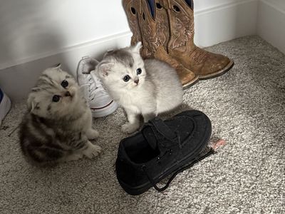 Adorable Scottish Fold Kittens - Playful & Loving Companions