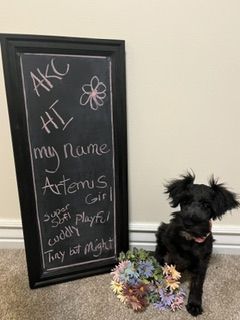 AKC Registered Miniature Schnauzer Puppy - Artemis - Hypoallergenic Family Dog