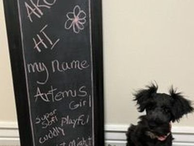 AKC Registered Miniature Schnauzer Puppy - Artemis - Hypoallergenic Family Dog