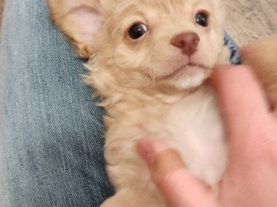 poodle puppie