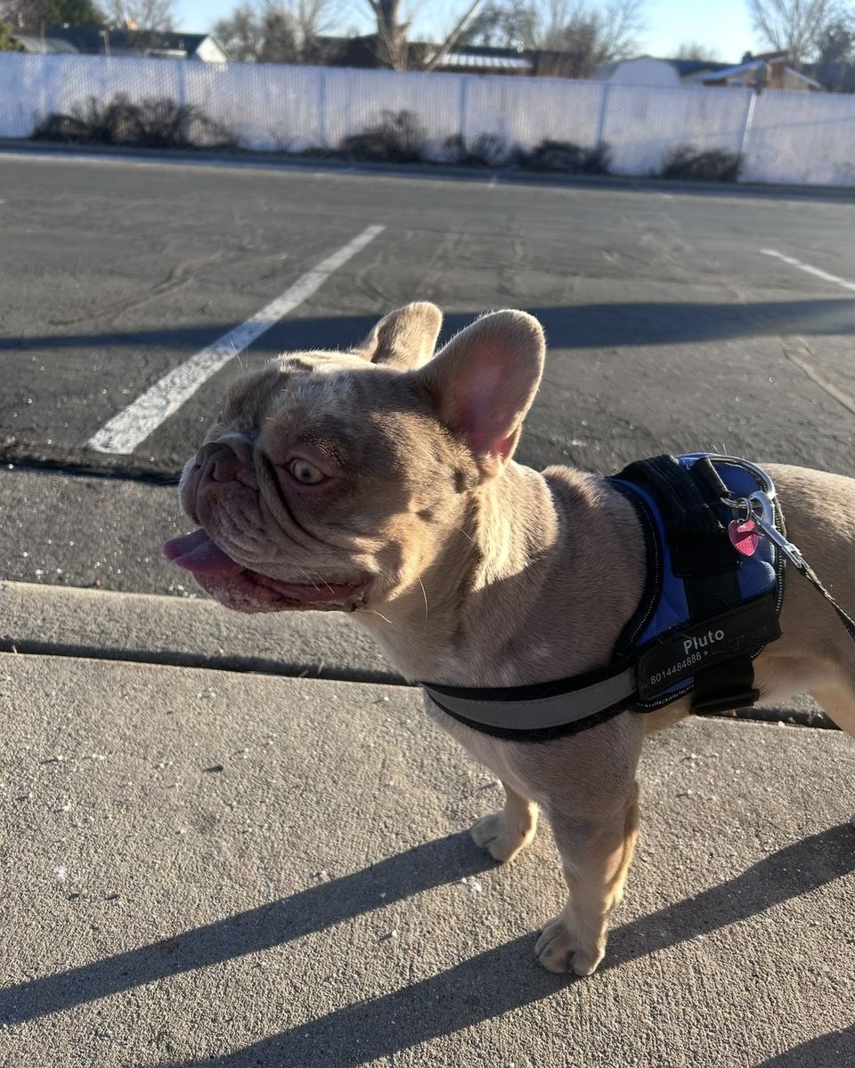 French bulldog