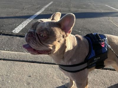 French bulldog
