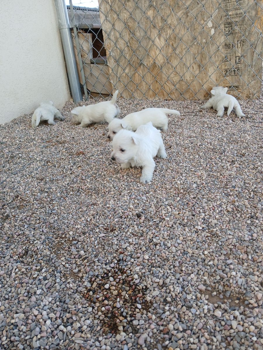 West Highland White Terrier puppies AKC westie