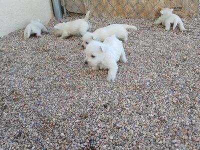 West Highland White Terrier puppies AKC westie
