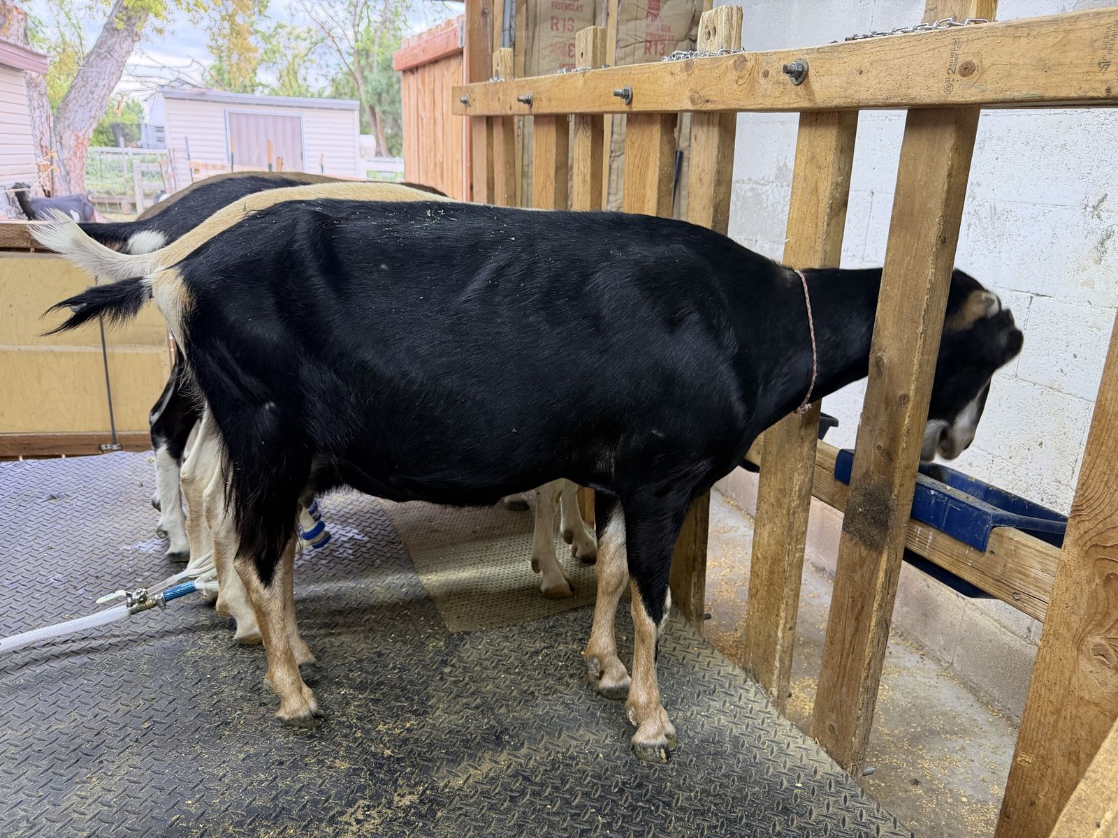 Three year old Lamancha milker 