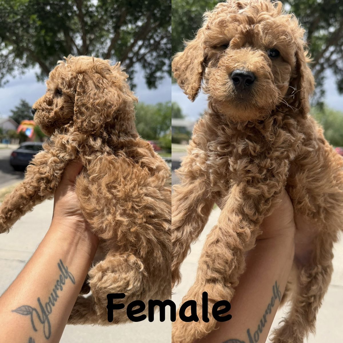 Mini/medium Goldendoodle Puppies