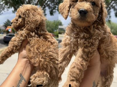 Mini/medium Goldendoodle Puppies